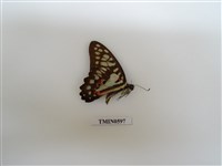 藏品(木蘭青鳳蝶)的圖片